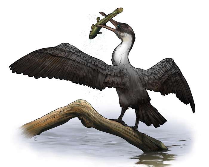 New prehistoric bird species discovered