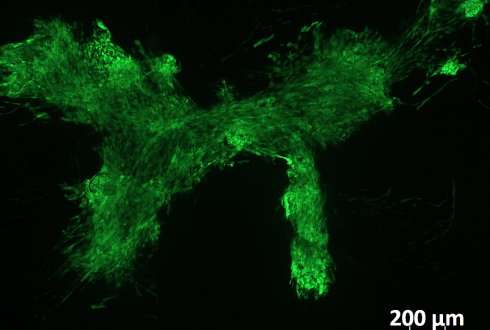 New protein gel for tissue regeneration