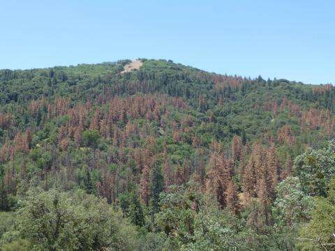 New report assesses impacts of drought on U.S. forests