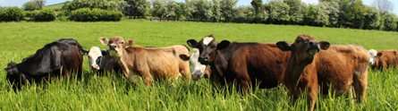 New report calls for improvements to U.K. cattle vaccination