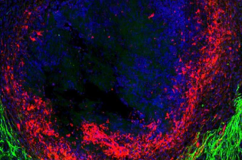New role identified for scars at the site of injured spinal cord