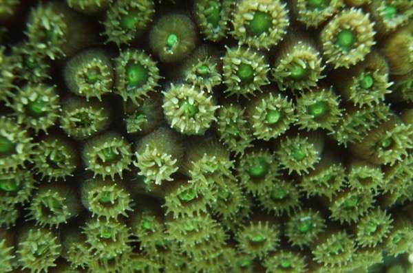 New sensor enables first carbonate ion concentration measurements inside coral