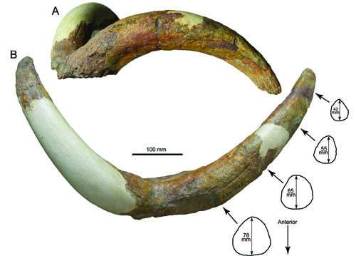 New species from the Pliocene of Tibet reveals origin of Ice Age mountain sheep
