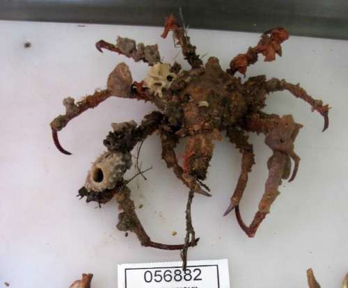 New spider crab named 50 years after its discovery