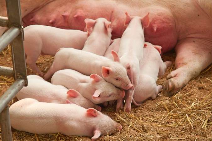 New study confirms successful LA-MRSA strategy for pig herds