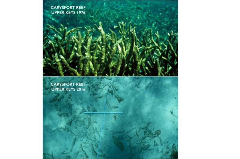 New study found ocean acidification may be impacting coral reefs in the Florida keys