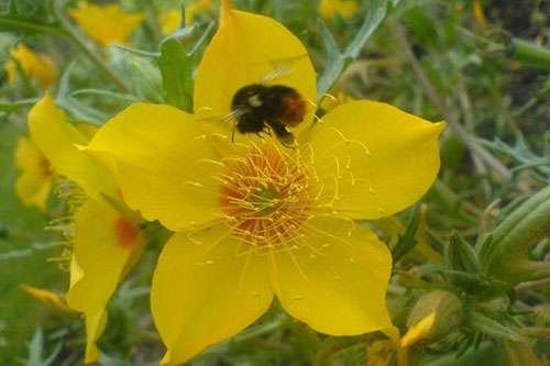 New survey seeks to understand how good UK gardens are for pollinators