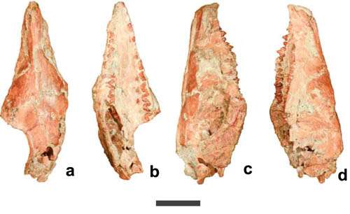 New symmetrodont mammal found from the Early Cretaceous of China