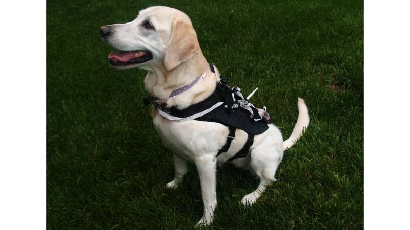 New tech uses hardware, software to train dogs more efficiently