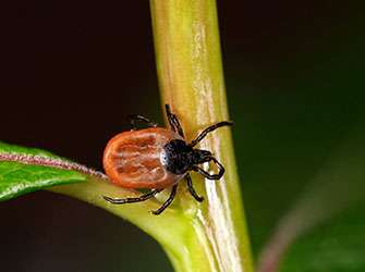 New test for early detection of Lyme disease