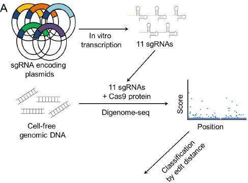 New tool for efficiently validating the accuracy of CRISPR-Cas9 reactions
