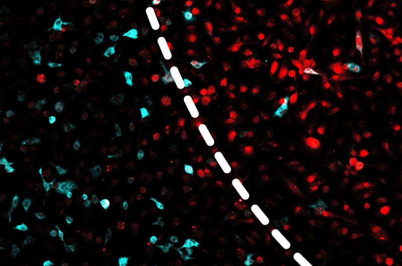New tool uses UV light to control inflammation