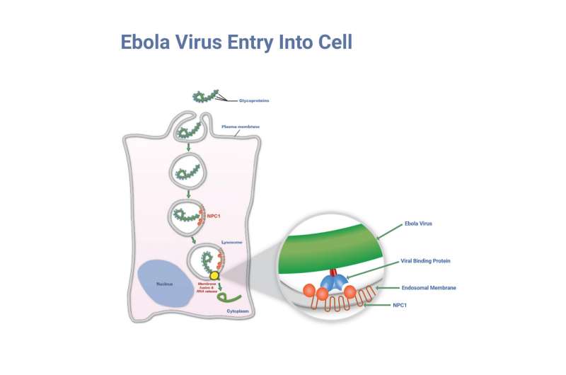 New 'Trojan horse' antibody strategy shows promise against all Ebola viruses