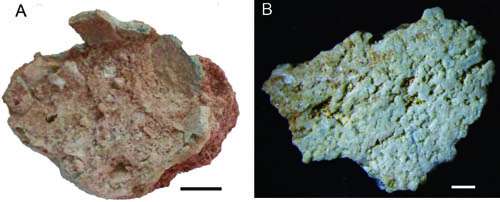 New type of dinosaur eggs found from Early Cretaceous of Gansu Province, China