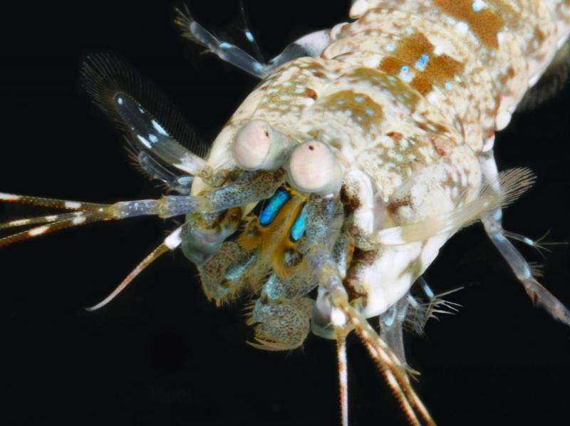 New type of optical material discovered in the secret language of the mantis shrimp