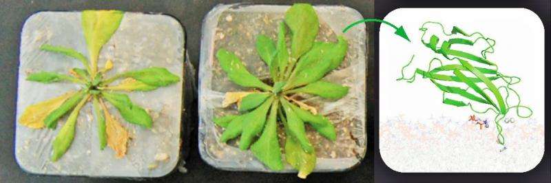 New understanding of how plants respond to environmental stresses