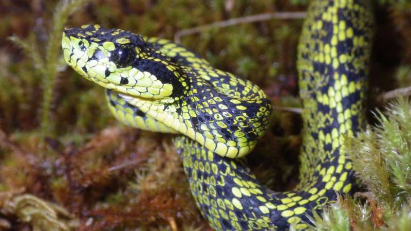 New venomous snake discovered in Costa Rica