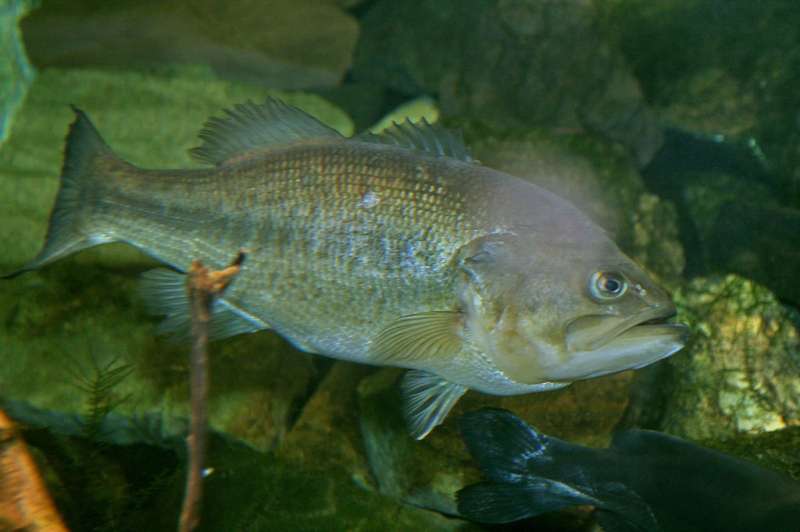 New virus found during investigation into largemouth bass fish kill