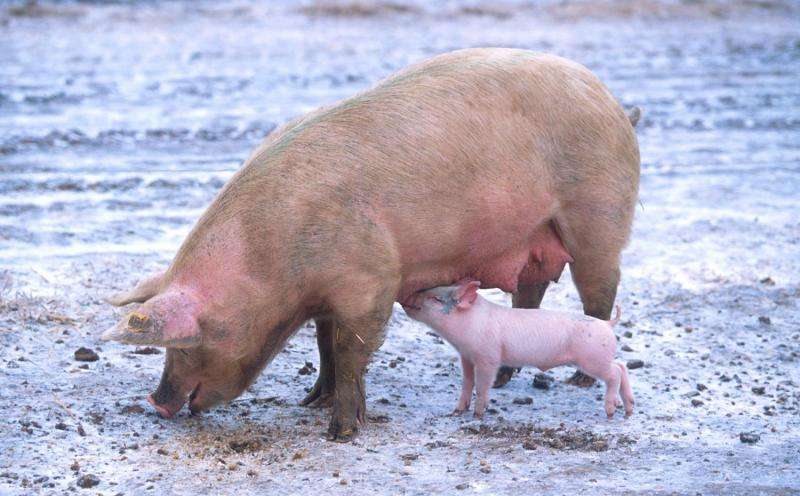 New virus transmission route discovered in pigs