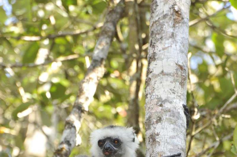 New way to detect human-animal diseases tested in lemurs