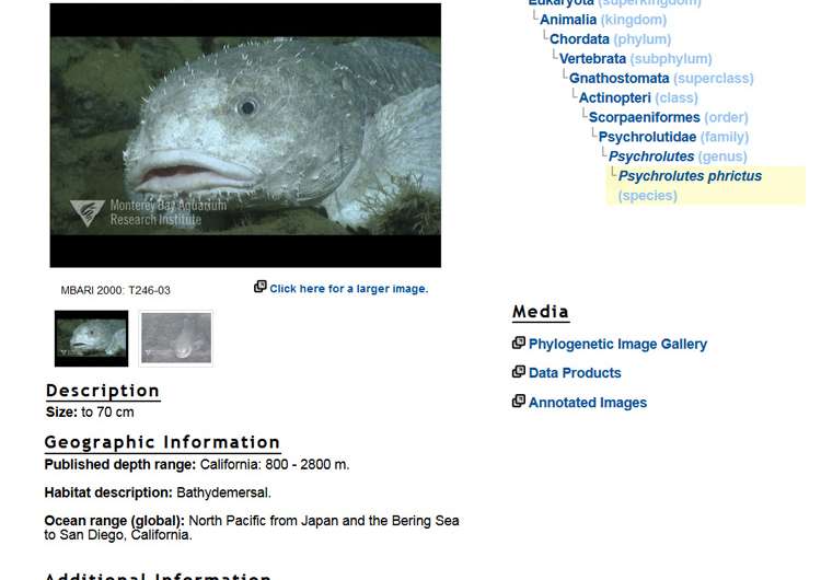 New website catalogs thousands of deep-sea animals and seafloor features