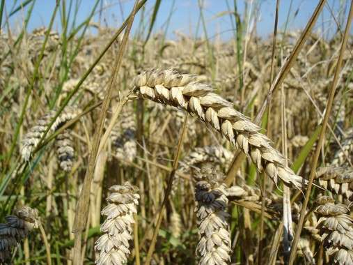 New wheat crops as an alternative to a gluten-free diet