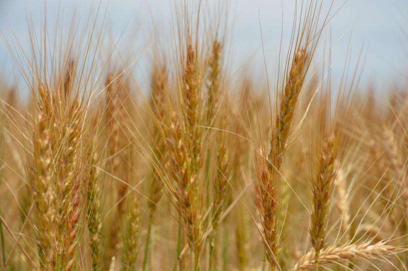 New wheat genetic advancements aimed at yield enhancement