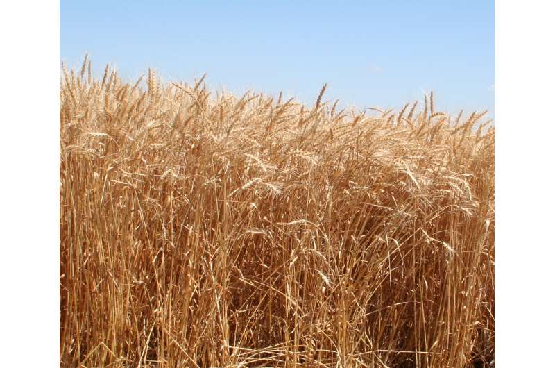 New Winter Wheat Variety Offers High Yields, Disease Resistance