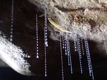 New Zealand glowworms' sticky 'fishing lines' use moist, urea droplets to trap prey