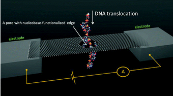 NIST simulates fast, accurate DNA sequencing through graphene nanopore