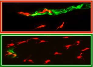 Nitric oxide protects against parasite invasion and brain inflammation by keeping the blood brain barrier intact