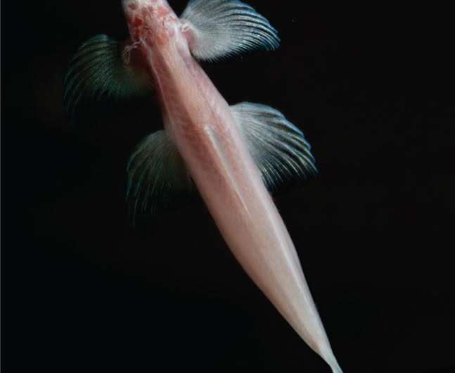 NJIT researchers make a major cavefish discovery in Thailand