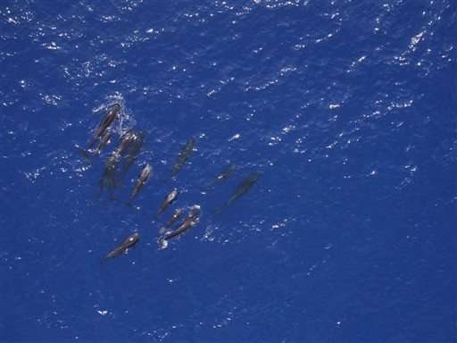 NOAA: Drone technology aids whale research off Hawaii