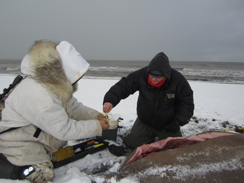 NOAA, partners: Testing detects algal toxins in Alaska marine mammals
