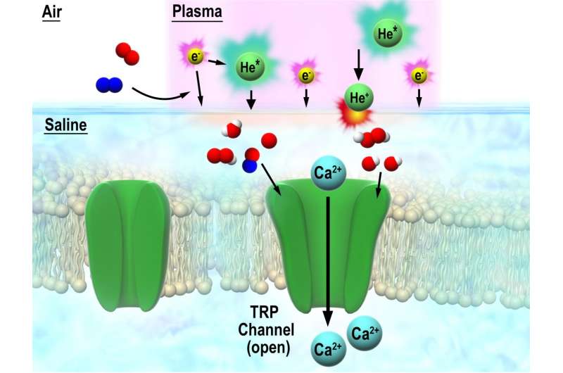 Nobel insight into interaction between discharge plasma and cells via TRP channel