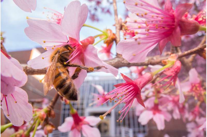 No junk-food diet: Even in cities, bees find flowers and avoid processed sugars