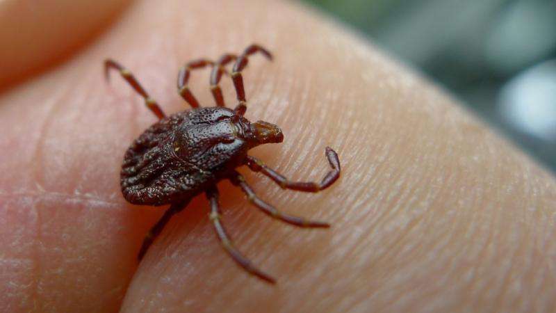 No Lyme disease in Australia, new research finds
