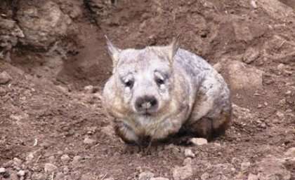 Noninvasive solution to wombat conservation