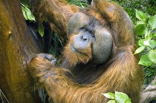 North America's oldest orangutan born in zoo dies in Seattle