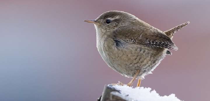 Northern bird found to be more resilient to winter weather