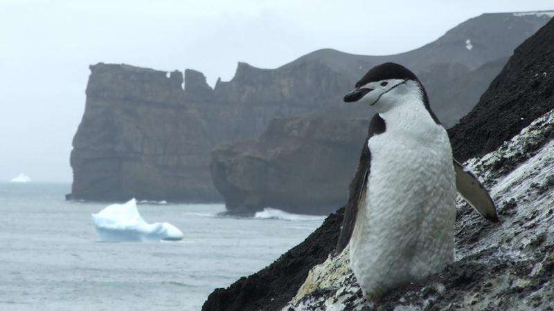 Northern invaders threaten Antarctic marine life