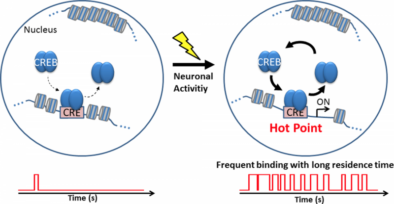 Novel insights into neuronal activity-dependent gene expression by CREB