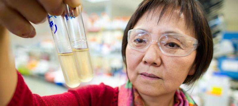 NREL's Min Zhang keeps her 'hugs' happy, leading to biofuel breakthroughs