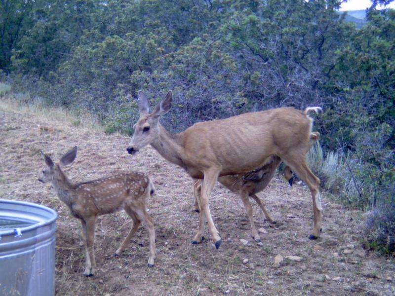 Nutritionally distressed mule deer doe nurses fawn in central Utah