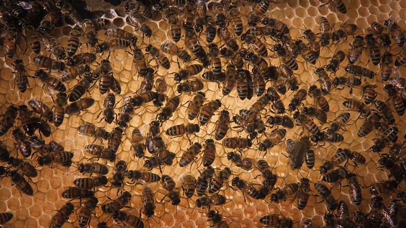 Nutrition matters: Stress from migratory beekeeping may be eased by access to food