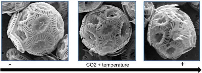 Ocean warming and acidification impact on calcareous phytoplankton and reduce its ability to sequester atmospheric CO2