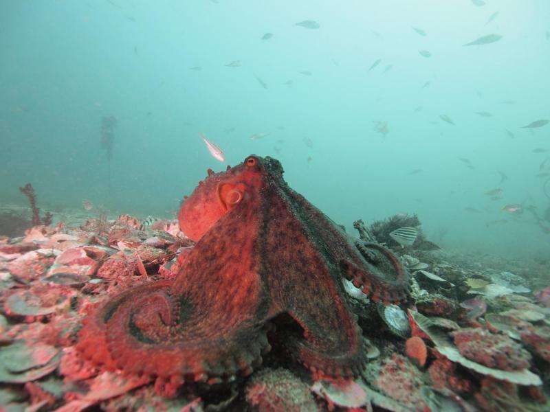 Octopuses shed their asocial reputation