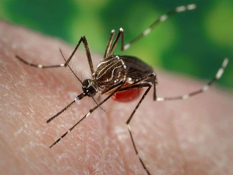 Officials: aerial spraying working against miami mosquitoes