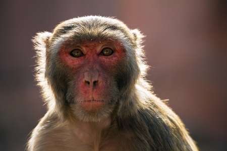 Of mice and monkeys - why are some species more at risk from climate change?