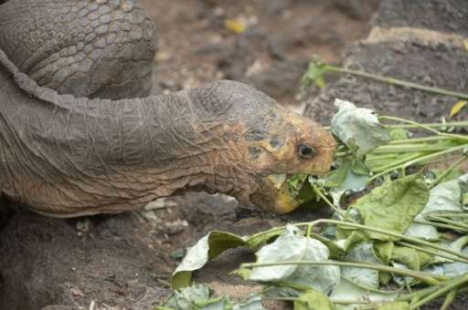 Of the 15 species of giant tortoise known to have originated in the Galapagos, three have gone extinct—victims of 18th-century p
